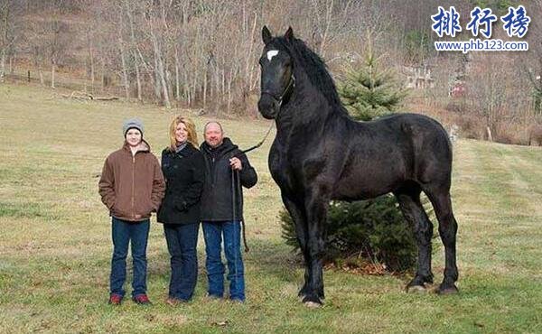 世界十大重型馬排名,夏爾馬身高2米體重1.8噸
