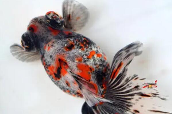 中國十大名貴金魚 玉印頭魚上榜，第五有“鴻運當頭”的寓意