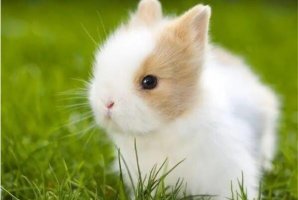 十大寵物兔品種，多種垂耳兔上榜，第一最小巧可愛