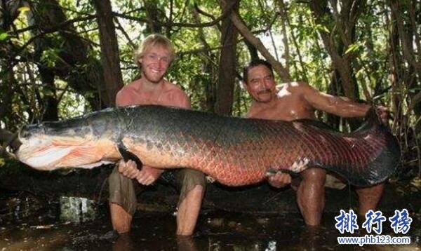 世界上最大的淡水魚，巨型黃貂魚重達0.36噸