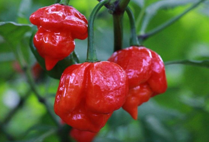 世界最辣的辣椒排名前十大 印度鬼椒僅排第八，第一創造吉尼斯
