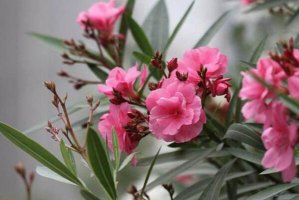 十大美麗劇毒植物排行榜 夾竹桃第一，水仙花、罌粟上榜