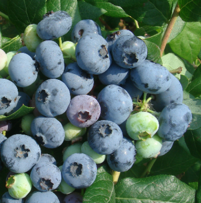 莊河藍莓