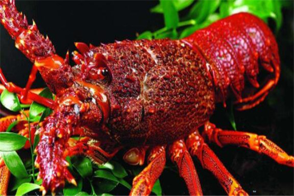 世界最貴的十大海鮮 台灣老虎蟹味道與眾不同，藍龍蝦極其少見