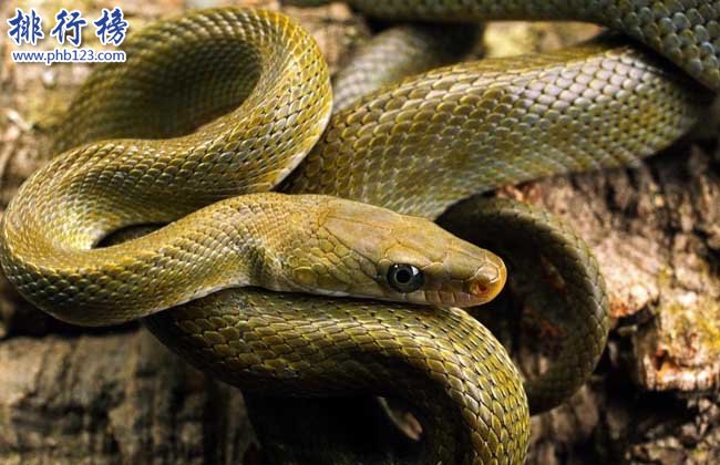 蛇的壽命有多長,世界上壽命最長的蛇（20萬歲）
