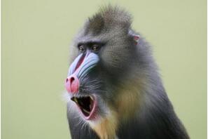 世界上最好看的猴子:山魈,面部色彩鮮艷圖案似京劇臉譜