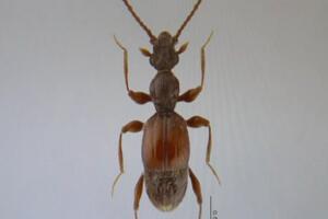 全球昆蟲新物種：雙斑粗角步甲一員 可噴60℃高溫化學物質