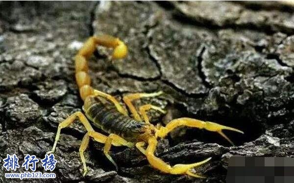 世界上最毒的蠍子:巴勒斯坦毒蠍,中東殺人狂魔(蟄一下致命)