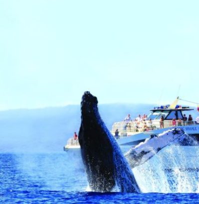太平洋鯨魚基金會