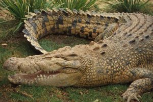 世界上十種最大鱷魚:第一名體重超過4900斤也是最兇猛的鱷魚