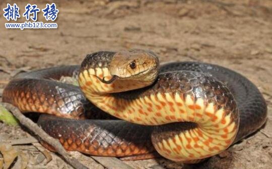 世界上最恐怖的蛇，非洲騰蛇(至今無解毒血清可用)