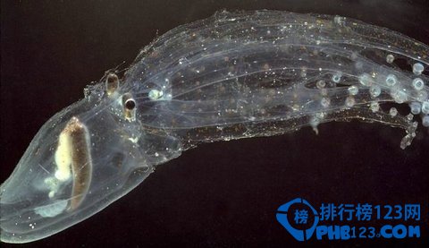 幾乎全透明的海底生物
