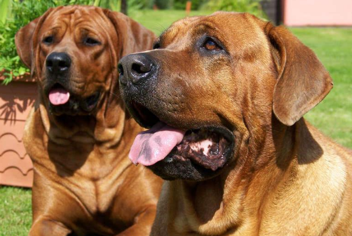 世界十大最兇猛狗 比特犬最兇猛，藏獒僅列第五
