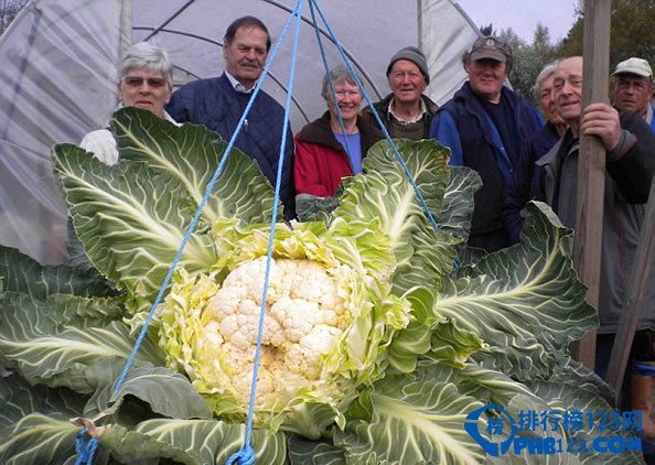 世界上最大的花菜破最大蔬菜記錄