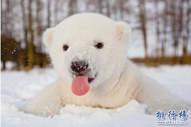 世界十大動物殺手：北極熊一巴掌可以拍到你腦漿崩裂，千萬小心！