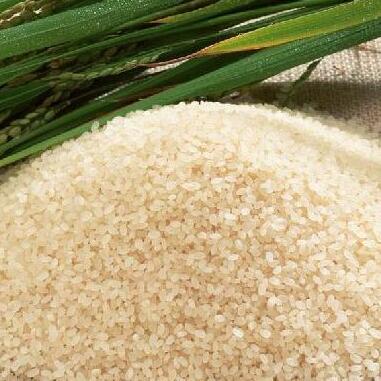 夾溝香稻米