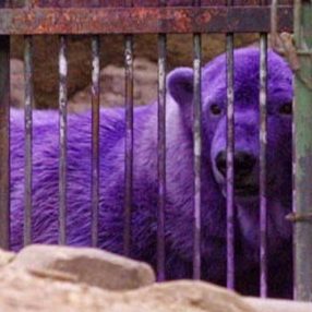 紫色北極熊