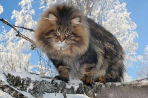 世界十大最美貓咪