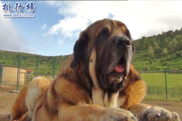 世界十大大型犬排名