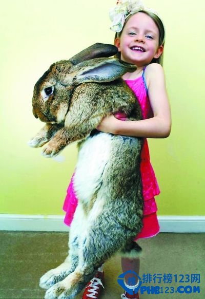 世界上最大的兔子:一年吃掉4000跟胡蘿蔔