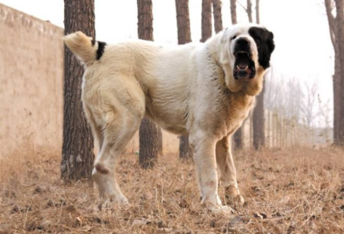 世界最大的十大犬種 體型大戰鬥力強，有你喜歡的嗎