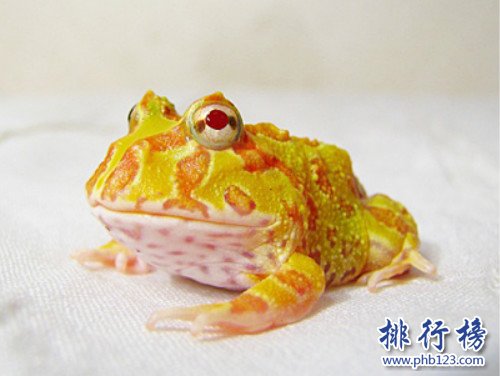 世界上最“招財”的青蛙,黃金角蛙（也被稱作招財蛙）