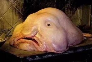 世界最醜陋的海洋生物 斧頭魚上榜,第一醜哭了