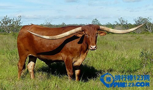 動物世界：牛角最長的牛打破世界紀錄