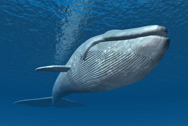 世界十大重型動物 藍鯨位列榜首，體重180噸以上