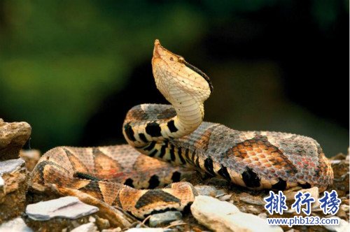 廣東十大毒蛇排名,竹葉青是最致命的毒蛇（最美的最致命）
