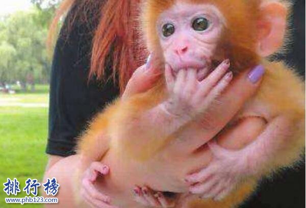 世界上最可愛的猴子:日本袖珍石猴,最大不超過可樂瓶