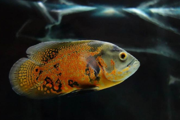 世界十大最漂亮的熱帶魚 個個顏值爆表，有你喜歡的嗎
