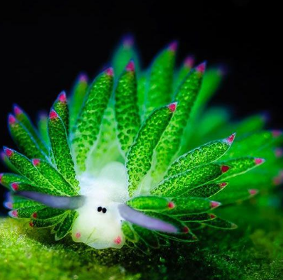 藻類海蛞蝓