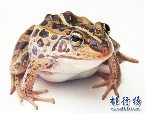 世界上專門用來吃的青蛙,稻香蛙（改良版虎紋蛙）