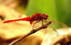 世界上眼睛最多的昆蟲，蜻蜓（具有28萬個眼晶體）