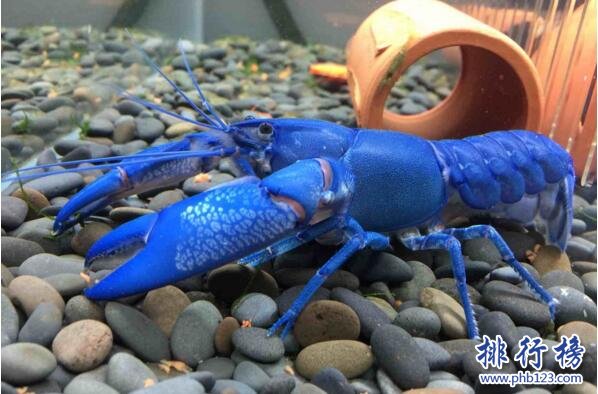 世界上最大的藍魔蝦:長30CM重500克,相當於3隻小龍蝦(圖片)