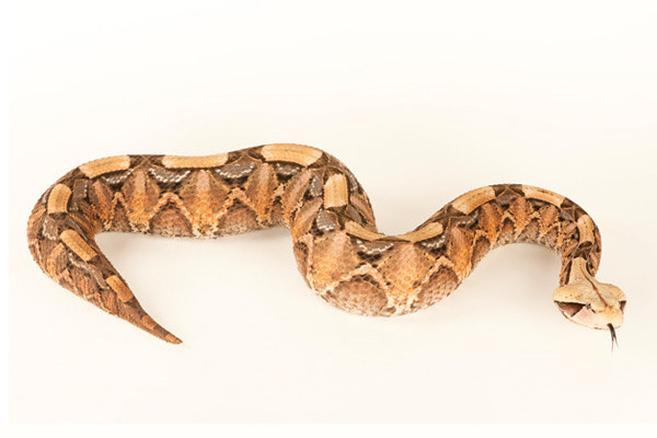 世界體型最大的毒蛇 加彭噝蝰