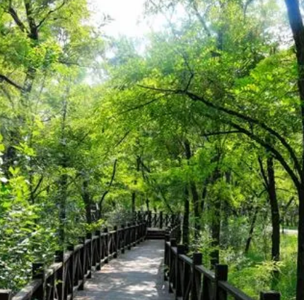 孤島槐樹林溫泉旅遊區