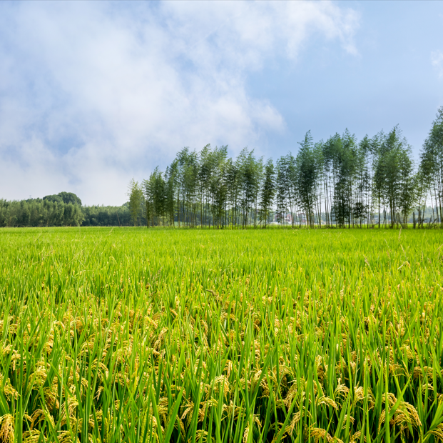 中國十大農業企業排行榜