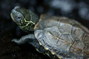 【組圖】世界上最溫順的龜：中華草龜(膽小溫和)