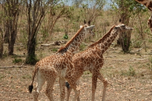 馬賽馬拉國家保護區遊玩指南-野生動物多,刺激遊玩體驗