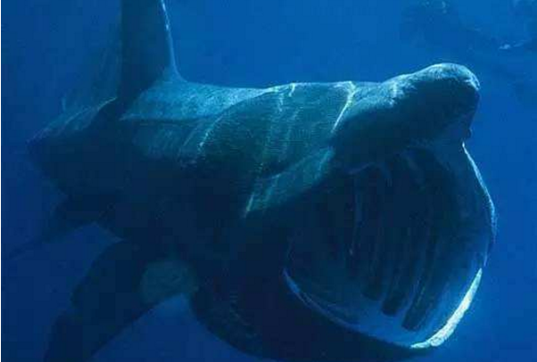 世界最大的鯊魚排行榜 鯨鯊位列第一，體型重達21.5噸