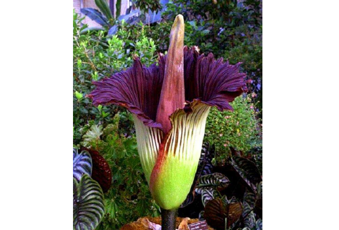 世界十大最稀有的花 這些奇特的植物，你見過幾種