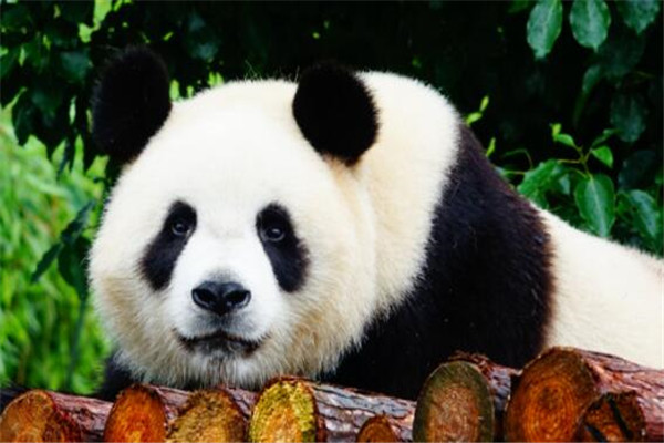 世界最著名十大動物 大熊貓上榜，爪哇犀牛喜歡獨來獨往