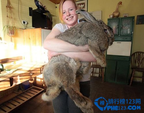 世界上最重的兔子:拉爾夫