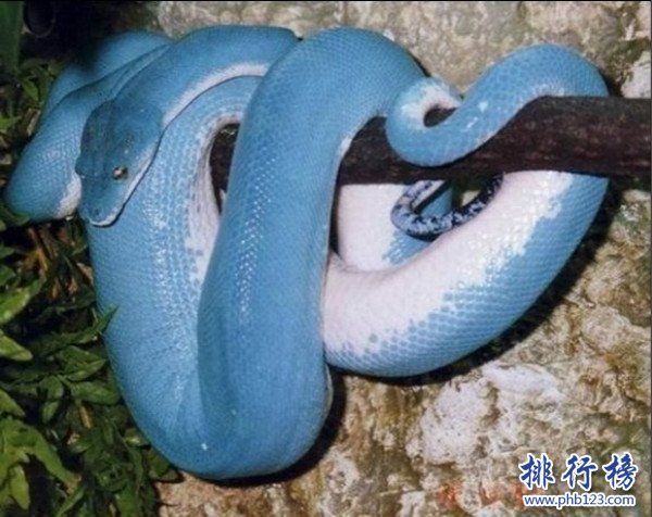 世界上的彩虹蛇,沃那比蛇(創造了澳大利亞的主要景色)