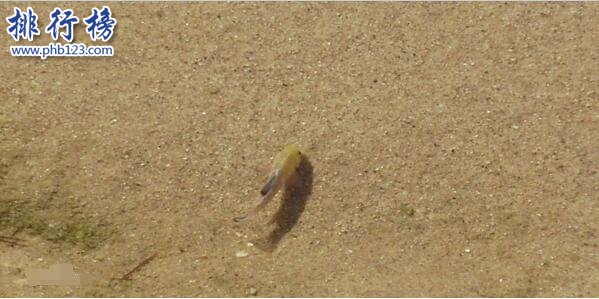 世界上最神奇的魚：沙漠魚，在沙漠中暢遊(只有一滴水也能活)