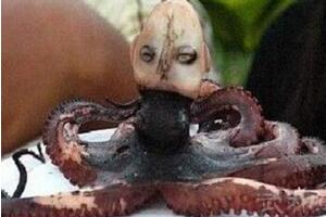 印尼章魚人是真的嗎?人頭章魚竟然發出嬰兒啼哭聲