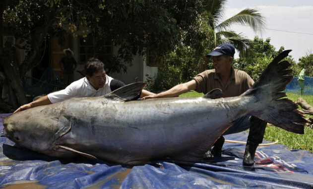 世界上最大的淡水魚 巨型黃貂魚重達0 36噸 八個壯士才能抬起 21top10排行榜網