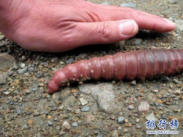 世界上最長的蚯蚓,澳大利亞巨型蚯蚓長達3米（也很脆弱）